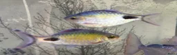 Barbs fish for sale: Two Filament Barbs for Sale - Advert 1