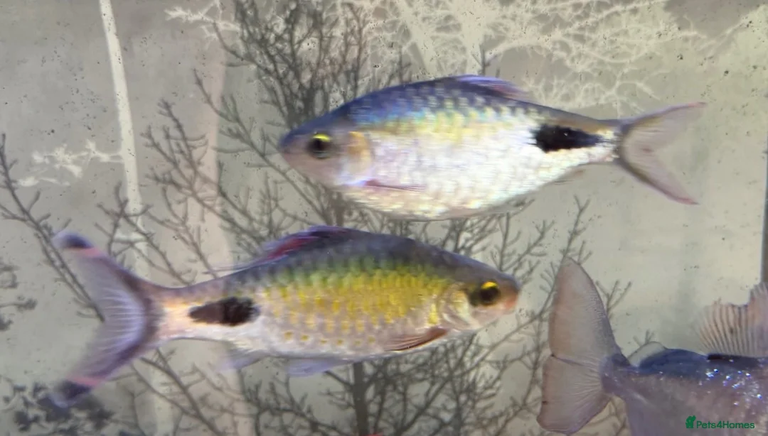 Barbs fish for sale: Two Filament Barbs for Sale - Advert 1