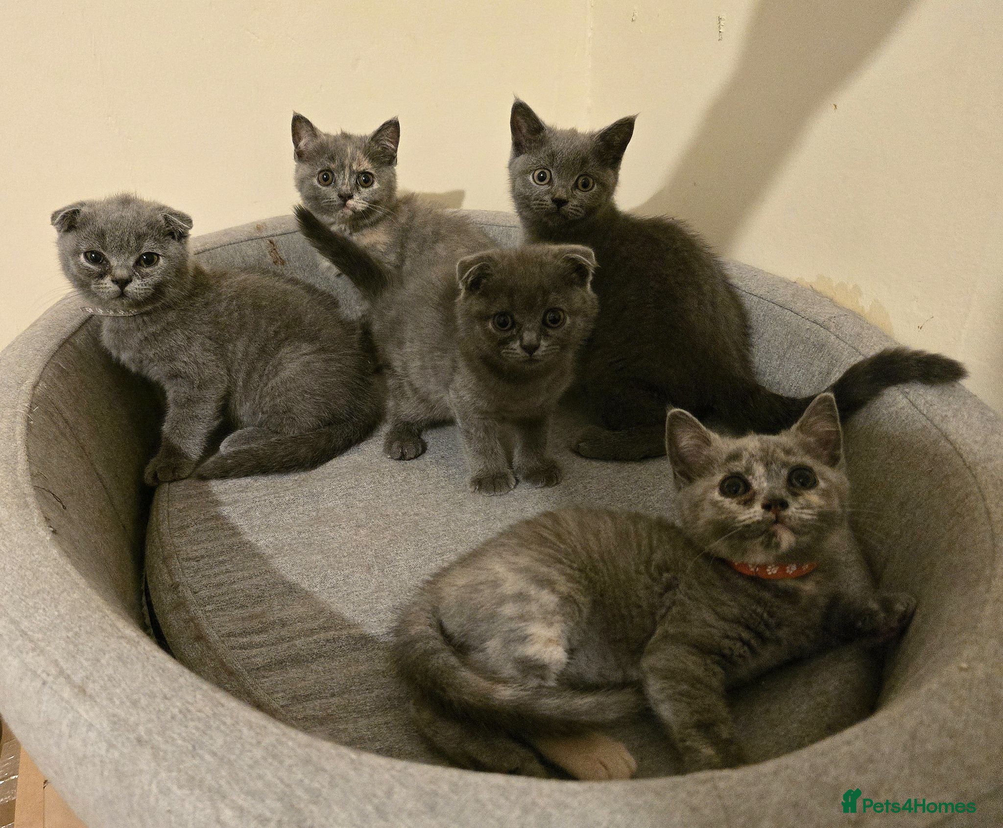 Scottish Fold cats TICA Vaccinated&Ready  toLeave SCOTTISH FOLD  - Advert 1