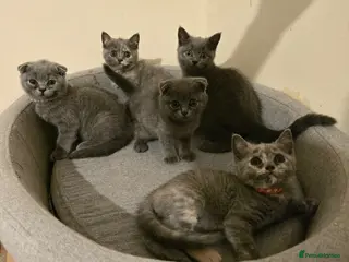 Scottish Fold cats TICA Vaccinated&Ready toLeave SCOTTISH FOLD - Advert 1