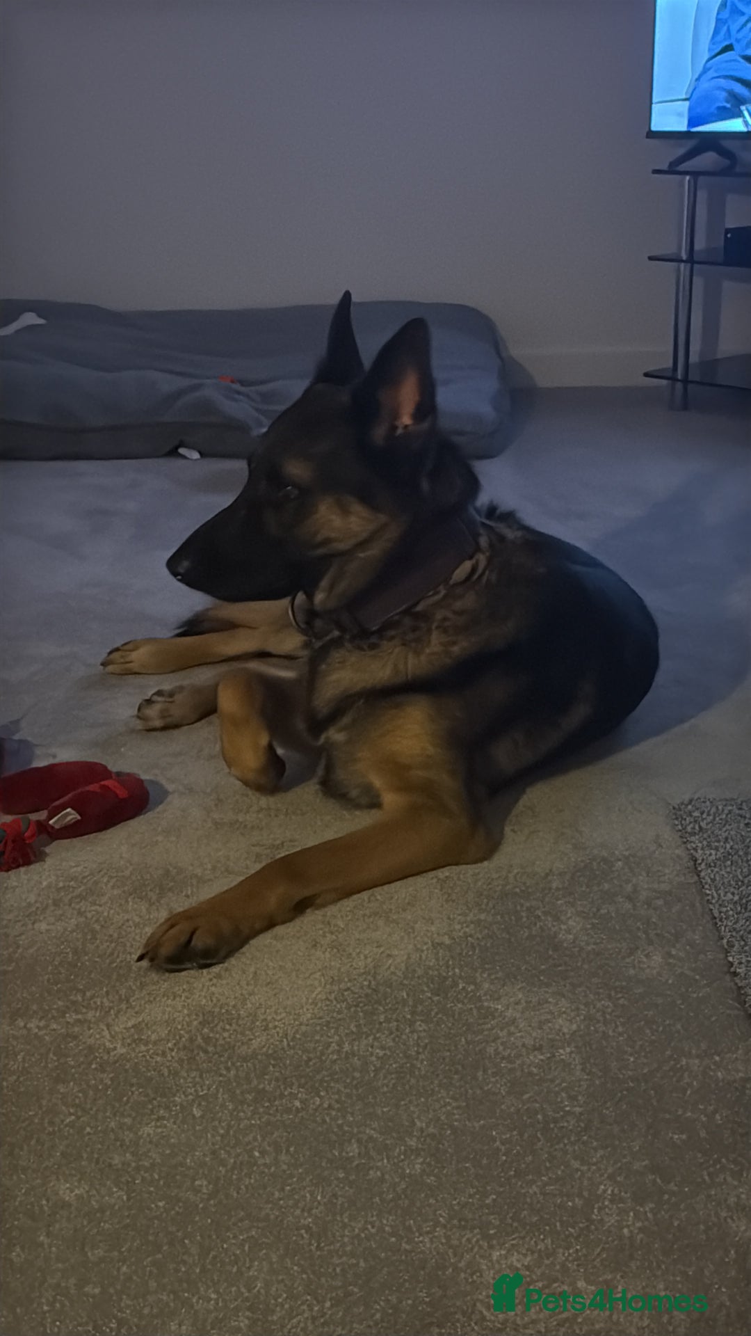 German Shepherd dogs for sale: German shepherd  - Advert 1