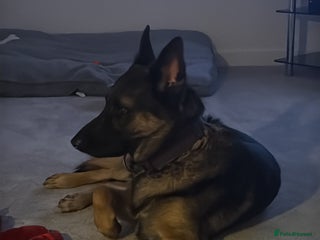 German Shepherd dogs German shepherd - Advert 1