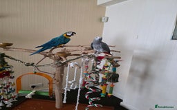 Parrots birds for sale: African grey baby 17 weeks old - Image 4