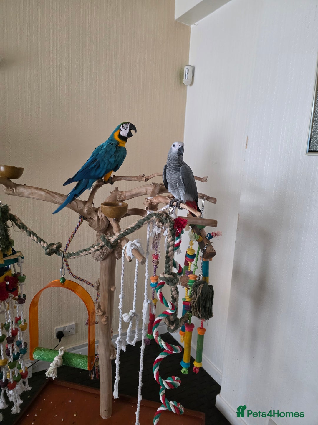 Parrots birds for sale: African grey baby 17 weeks old - Image 4