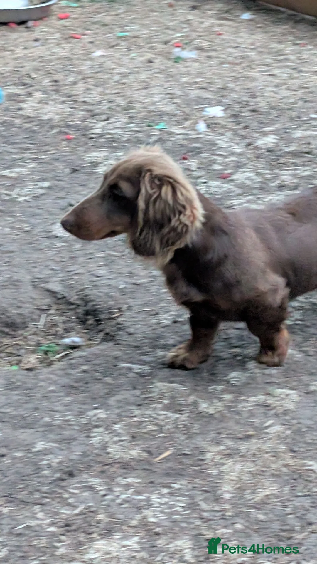 Miniature Dachshund dogs for sale: Puppies of the miniature long-haired dachshund.  - Advert 2