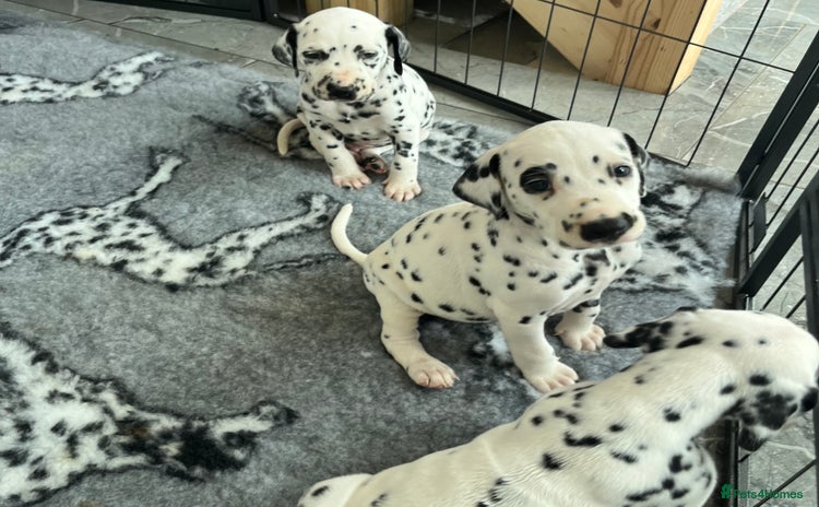 Dalmatian dogs - Advert 7