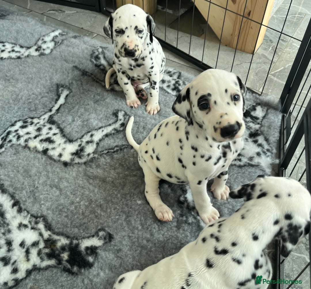 Dalmatian dogs for sale:  Just 2 full hearing puppies by champion parents  - Image 3