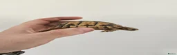Tortoise reptiles for sale: Egyptian Tortoise - Advert 2