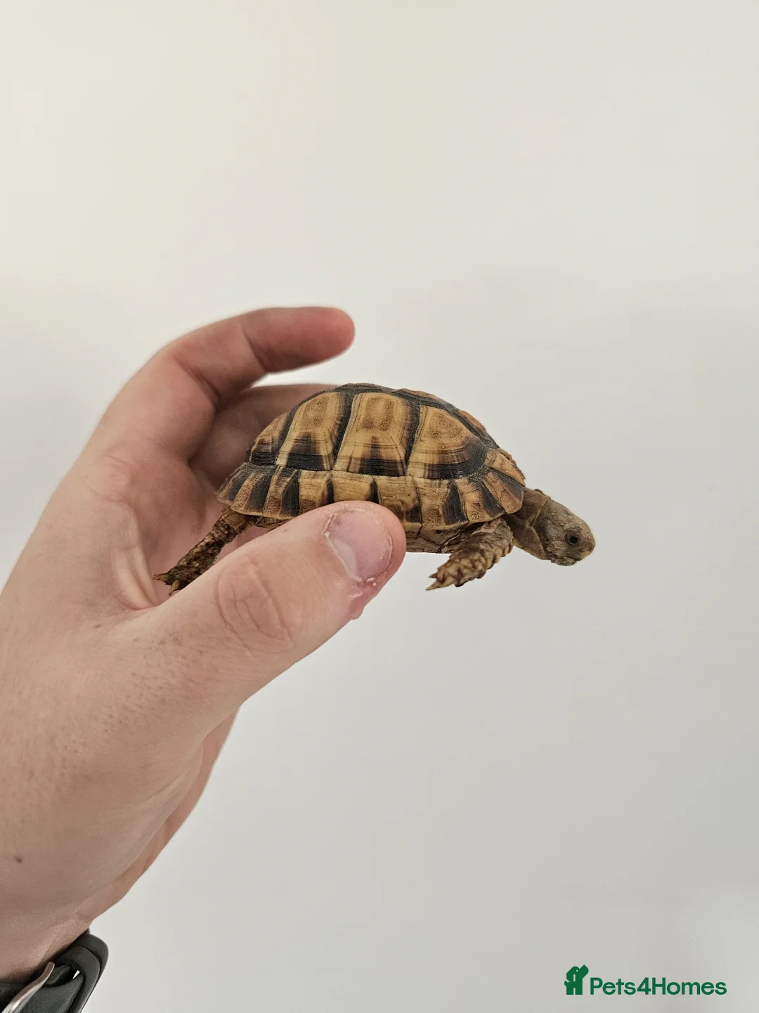 Tortoise reptiles for sale: Egyptian Tortoise - Advert 2