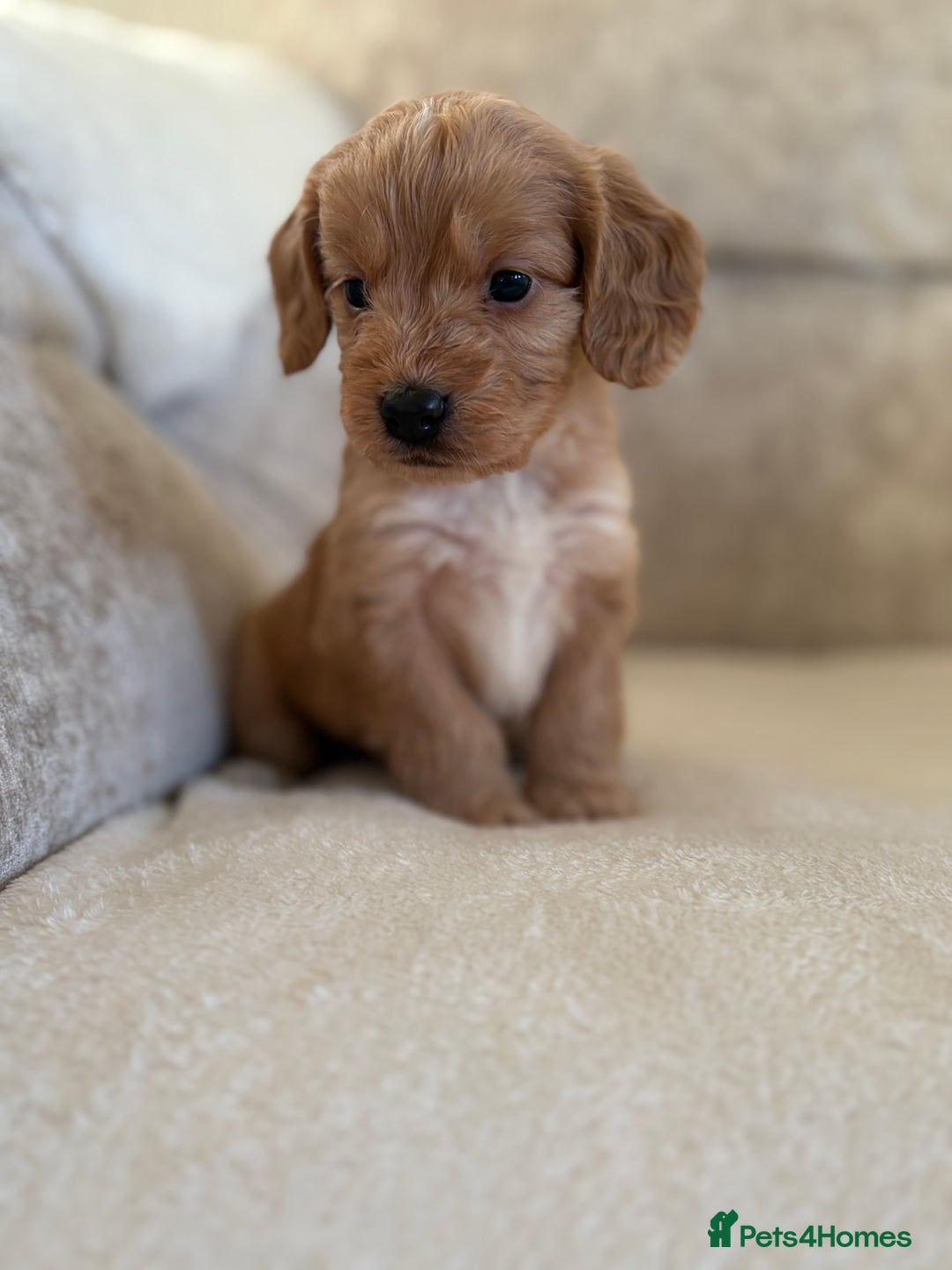 Cockapoo dogs for sale: F1 Cockapoo puppies - Advert 23