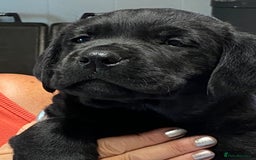 Labrador Retriever dogs for sale: K.C REG CHUNKY SHOW LABRADOR PUPS. - Image 5