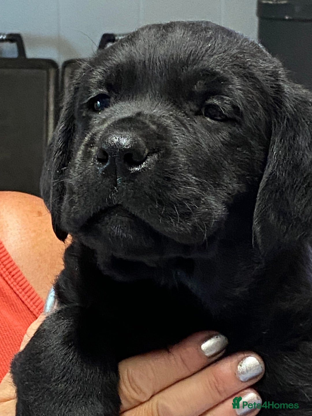 Labrador Retriever dogs for sale: K.C REG CHUNKY SHOW LABRADOR PUPS. - Image 5