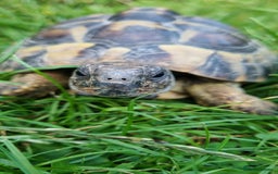Hermann Tortoise reptiles for sale: Meet Speedy. 10 years male Hermann Tortoise  - Image 2