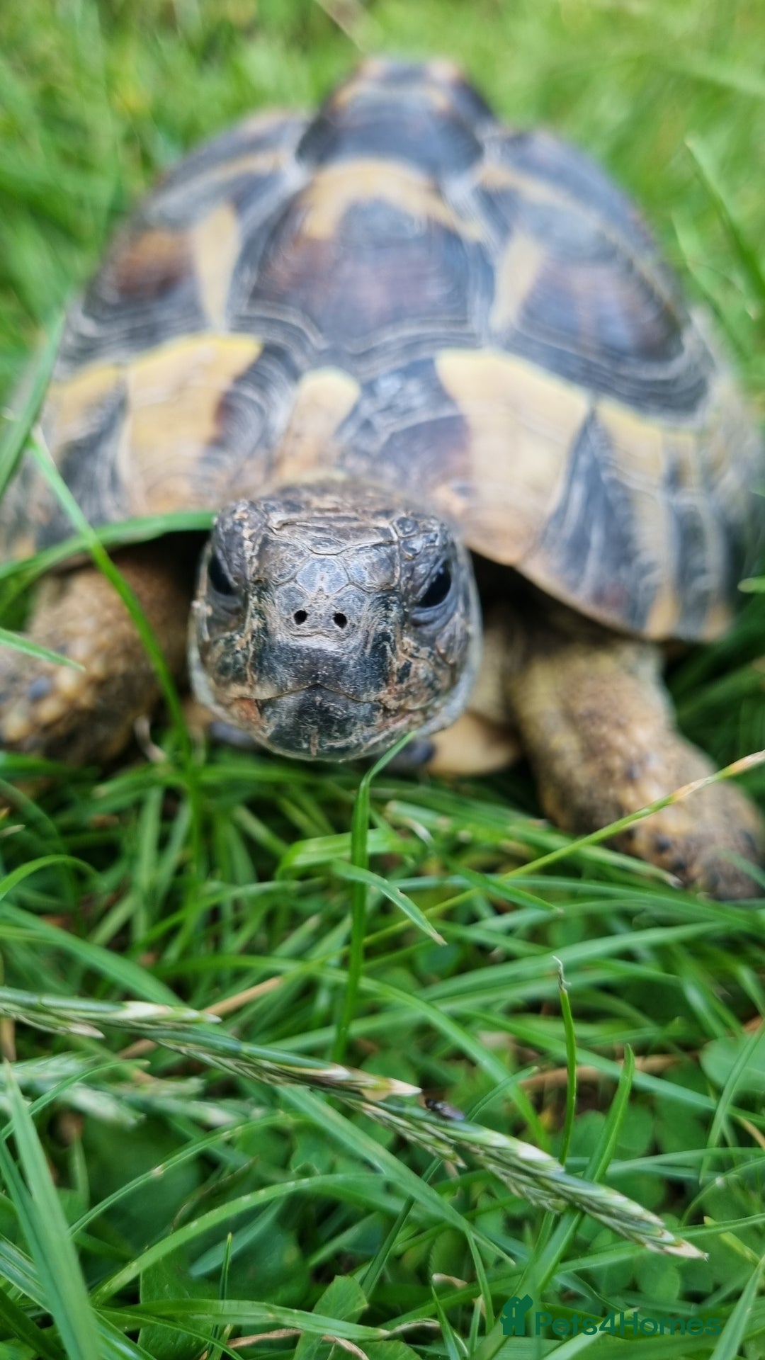 Hermann Tortoise reptiles for sale: Meet Speedy. 10 years male Hermann Tortoise  - Image 2
