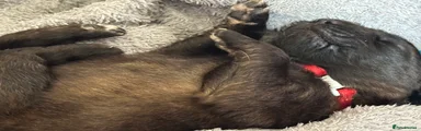 Leonberger Puppy 1