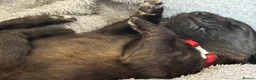 Leonberger dogs for sale: Leonberger Puppies - Advert 3