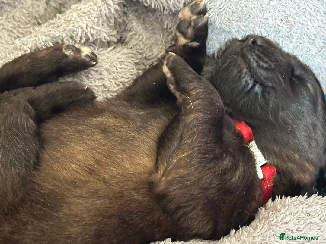 Leonberger dogs for sale: Leonberger Puppies - Advert 3