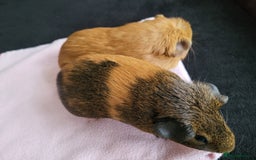 Guinea Pig rodents for sale: Baby girls guinea pigs  - Image 4