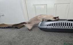 Ragdoll cats for sale: Blue point ragdoll female for sale 🩷 - Image 4