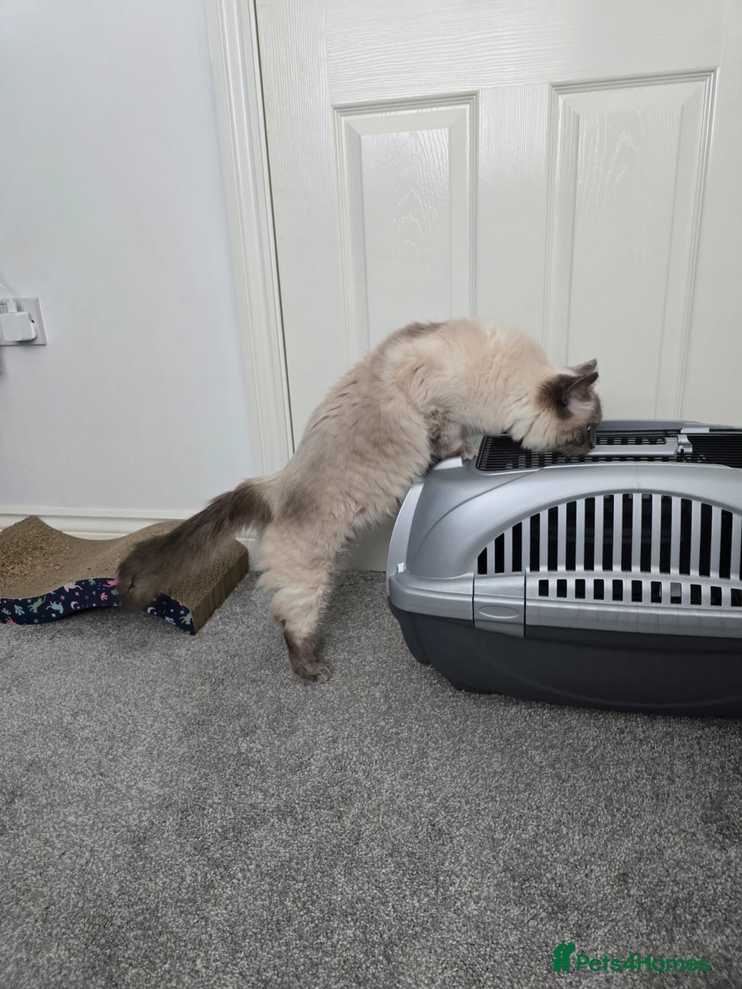 Ragdoll cats for sale: Blue point ragdoll female for sale 🩷 - Image 4