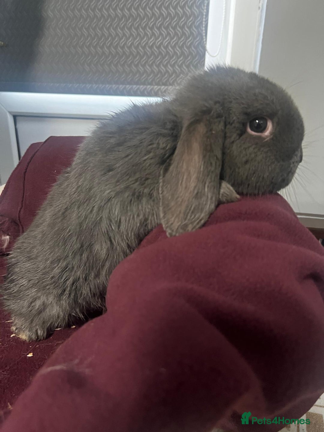 Mini Lion Lop rabbits for sale: Mini lop - Advert 13