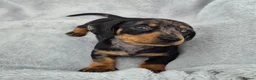 Miniature Dachshund dogs for sale: Stunning KC Reg, PRA Clear dachshund pupies - Advert 10