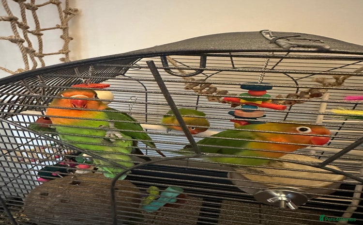 Lovebirds birds - Advert 4