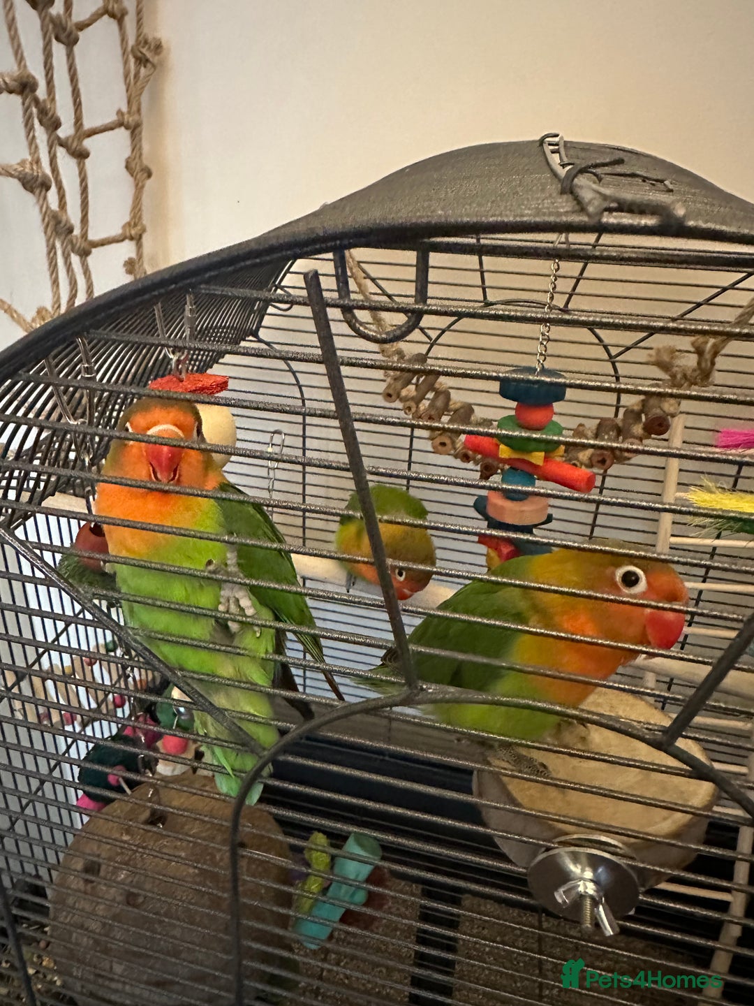 Lovebirds birds for sale: 3 Lovebirds Looking For Loving Home - Image 1