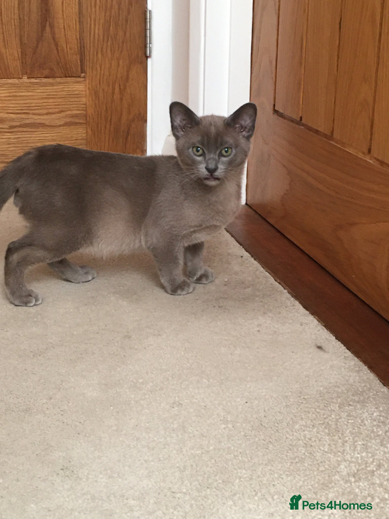Burmese cats for sale: Burmese kittens  - Advert 5