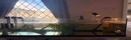Turtle reptiles for sale: 2 baby musk turtles OFFERS - Advert 8