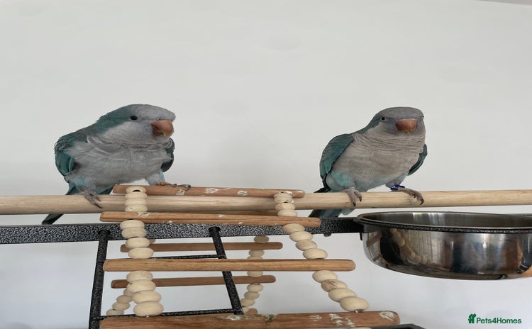 Parrots birds - Advert 1