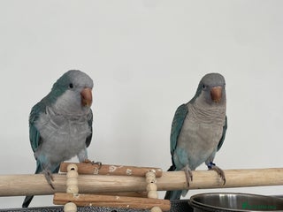 Parrots birds - Advert 8