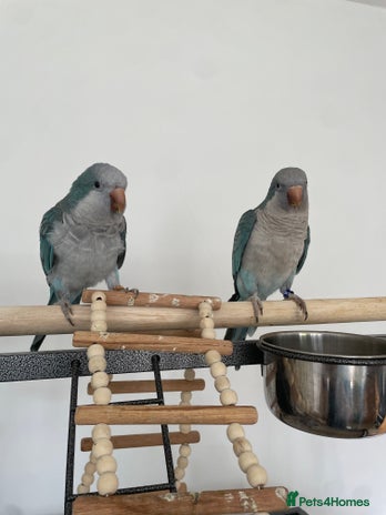Parrots birds - Advert 13