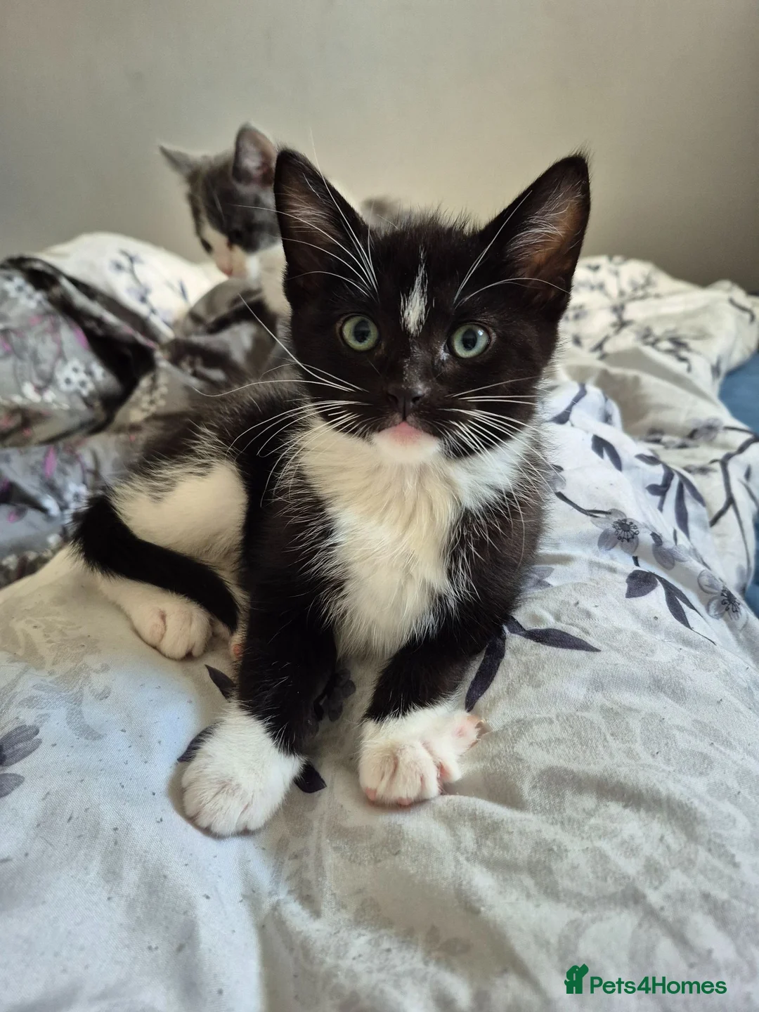 Mixed Breed cats for sale: Ragdoll cross - Advert 2