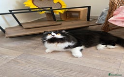 British Longhair cats for sale: GccfChampion black bi colour British longhair lady - Image 2