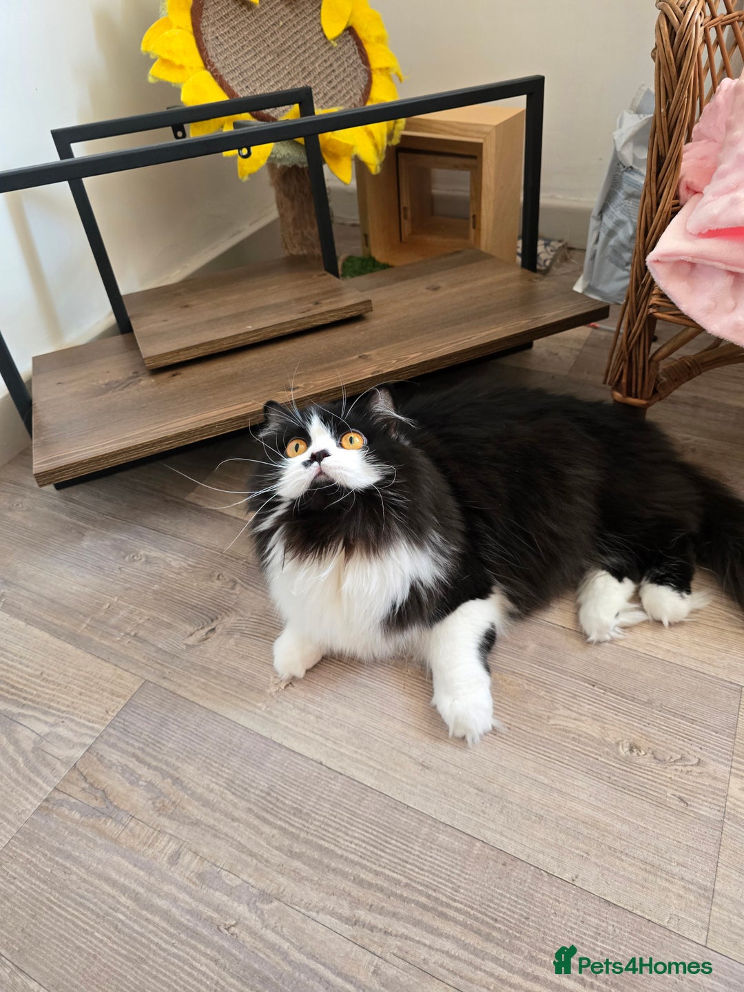 British Longhair cats for sale: GccfChampion black bi colour British longhair lady - Image 2