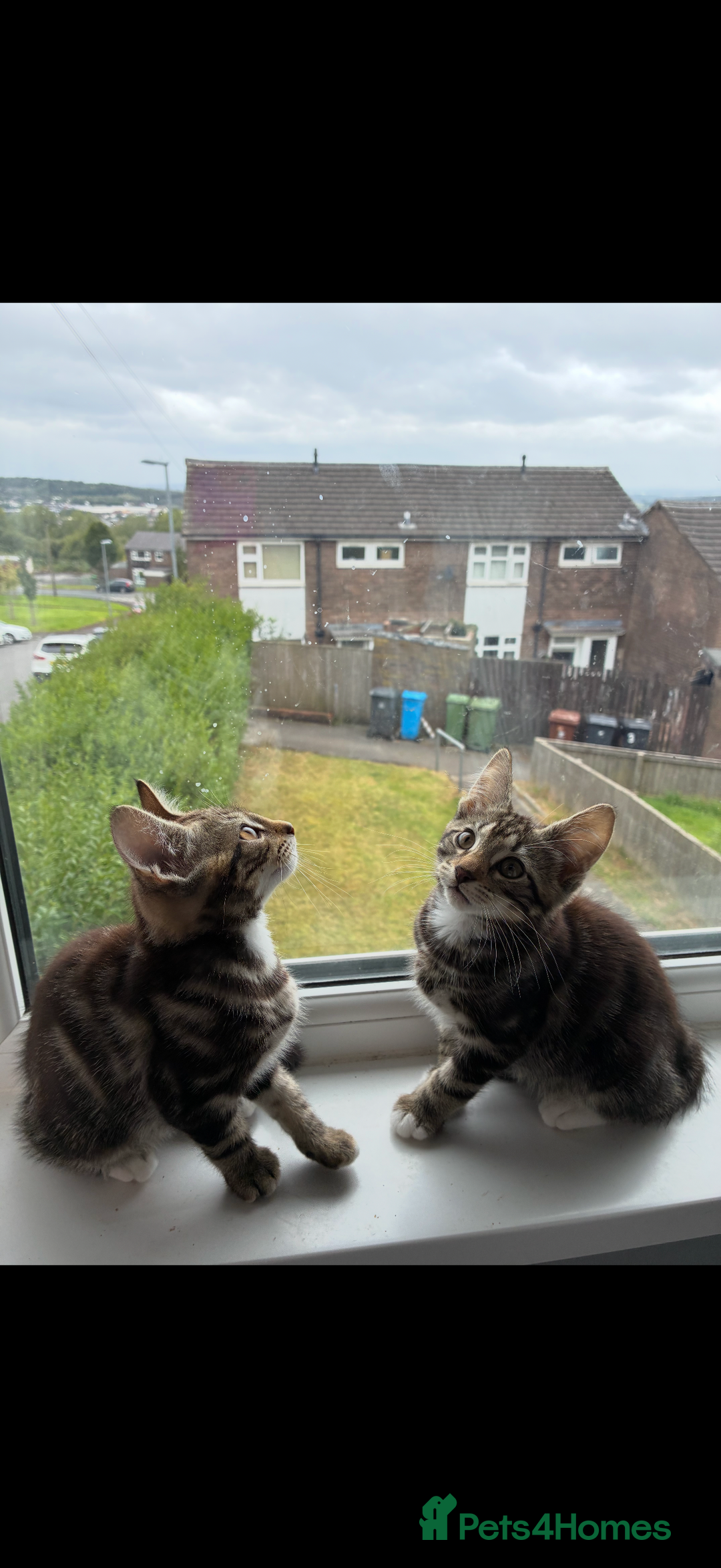 British Shorthair cats for sale: Two male kitties for sale - Image 2