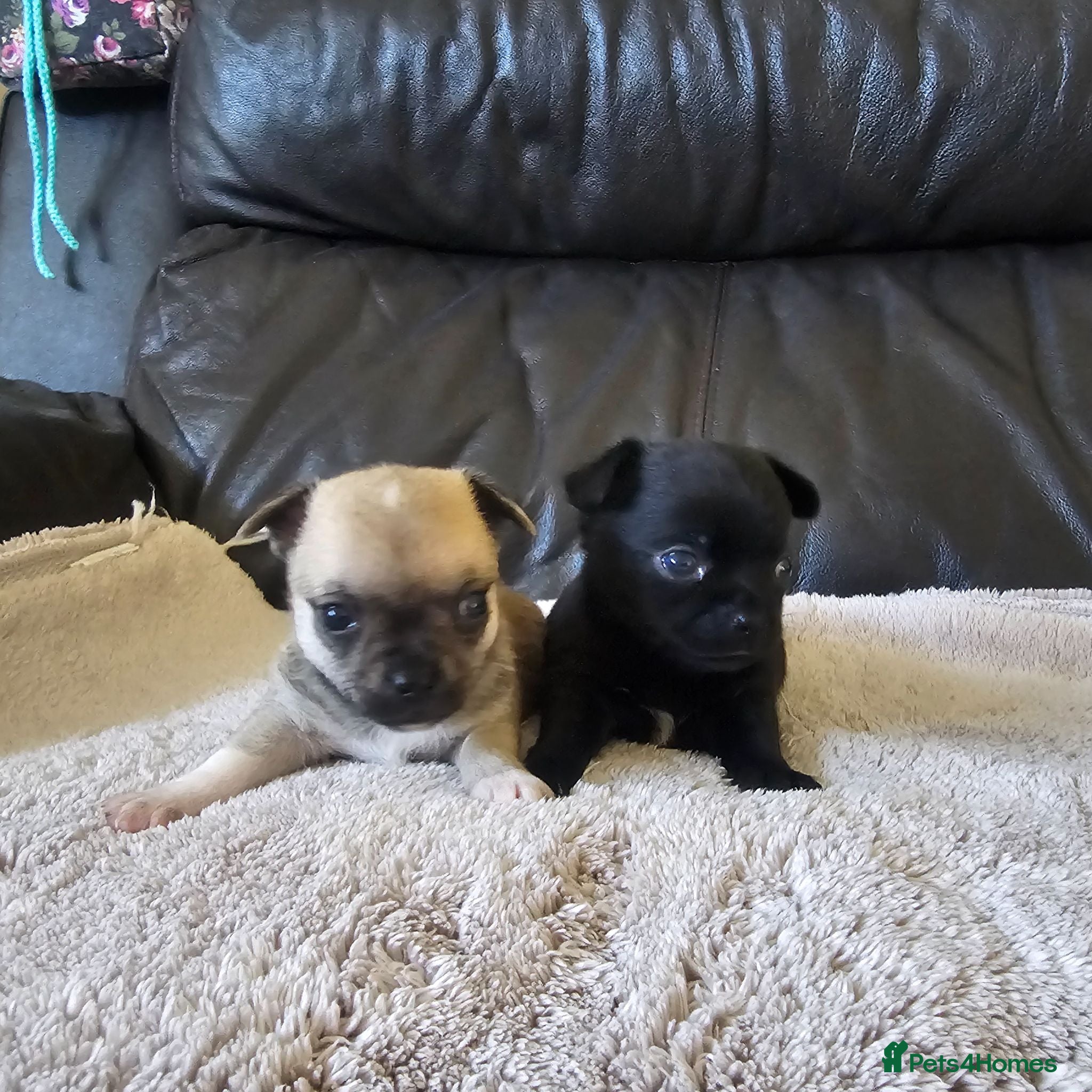 Chihuahua dogs 2 chiuaua baby boy - Advert 8