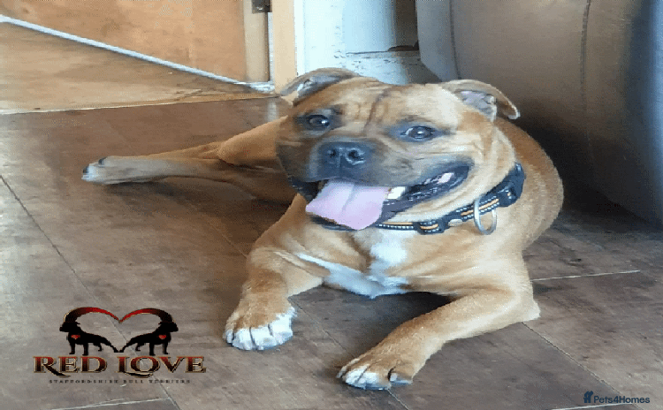 Staffordshire Bull Terrier dogs in Rochdale - Advert 16