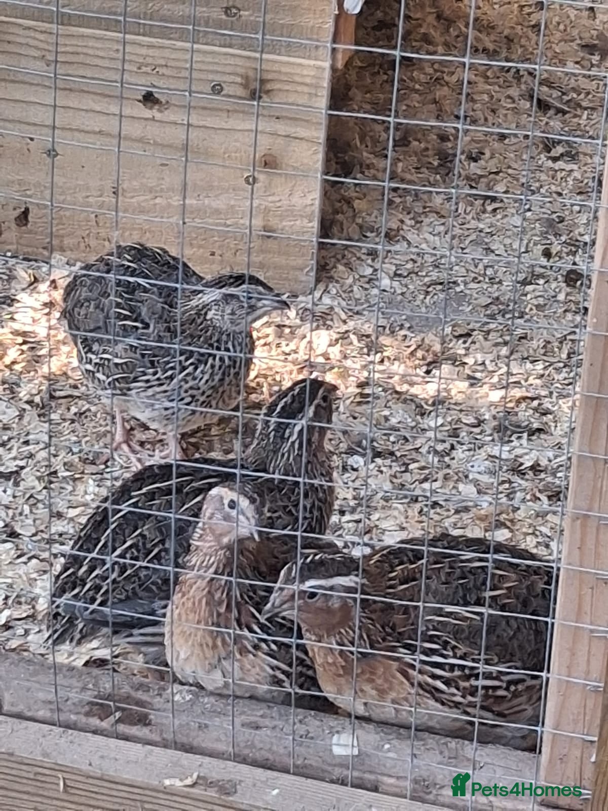 Quail poultry Coturnix Quail - Females and Males for sale - Advert 1