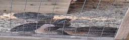 Quail poultry for sale: Coturnix Quail - Females and Males for sale - Advert 1