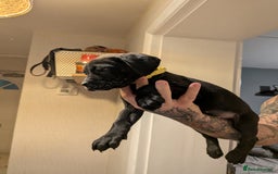 Cane Corso dogs for sale: Purebred champion bloodline cane corso - Image 21