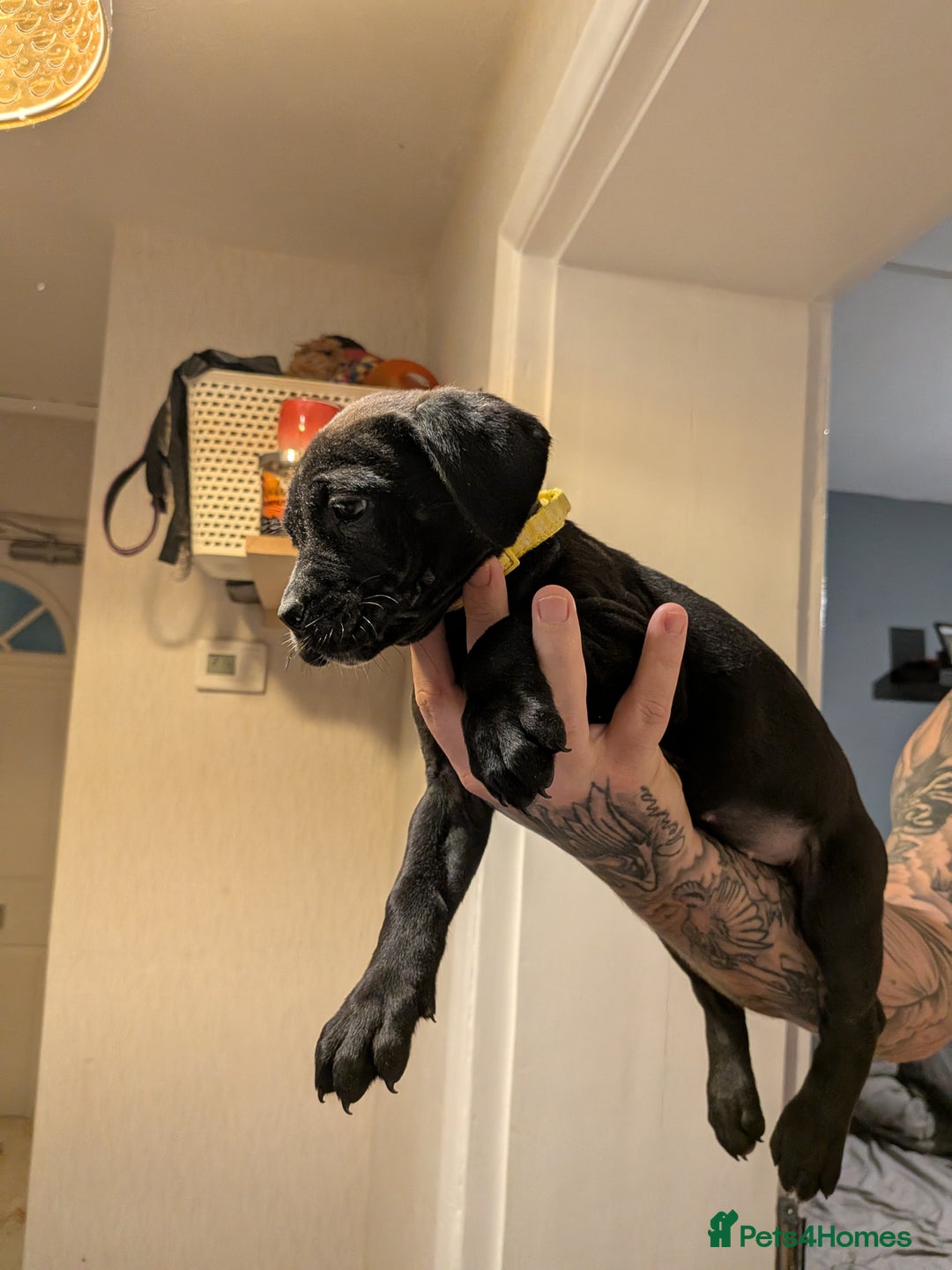 Cane Corso dogs for sale: Purebred champion bloodline cane corso - Image 21