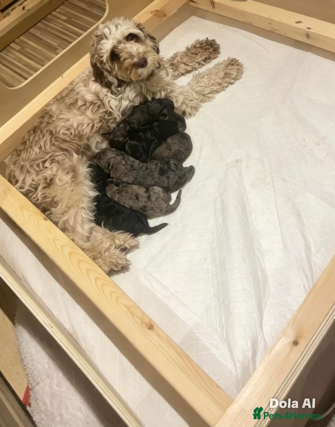 Cockapoo dogs for sale: Beautiful Litter of F1B Cockapoos🐶 - Advert 39