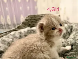 British Shorthair cats BSH kittens💚💙💜🧡🎀🎀🎀 - Advert 15