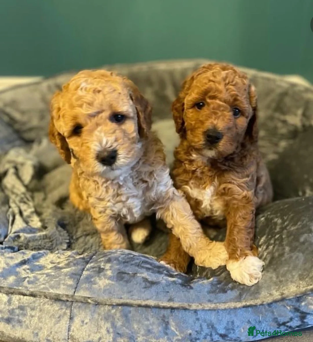 Mini Goldendoodle dogs for sale: F1b Mini Goldendoodle Puppies  - Advert 1