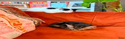 Russian Blue cats for sale: I have 5 beautiful kittens available  - Advert 6