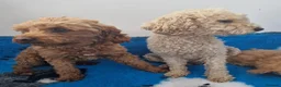 Maltipoo dogs for sale: Maltipoo puppies ready now  - Advert 1