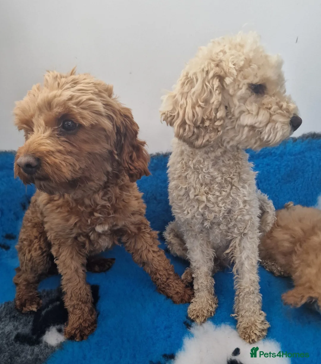 Maltipoo dogs for sale: Maltipoo puppies ready now  - Advert 1