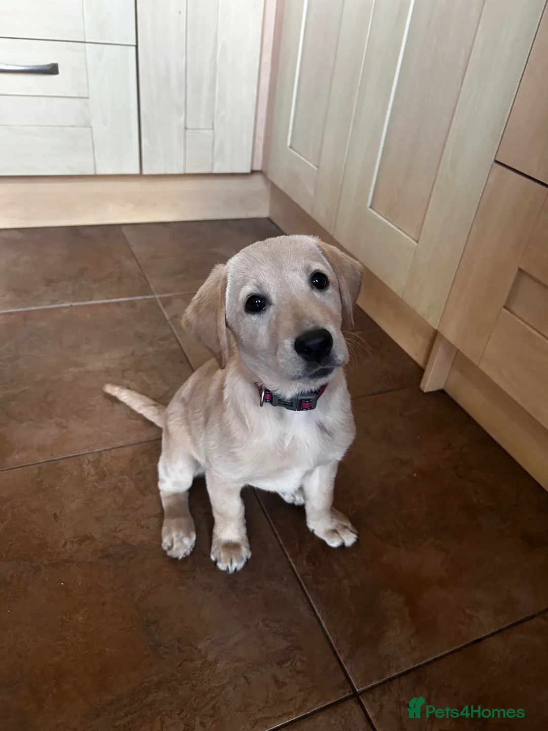 Labrador Retriever dogs for sale: Trained Labrador Retriever for sale  - Advert 2